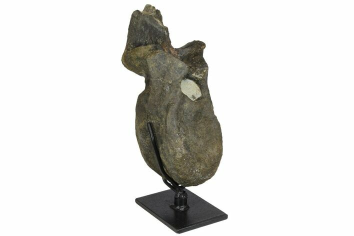 Hadrosaur (Hypacrosaur) Dorsal Vertebra with Stand -Montana #165941